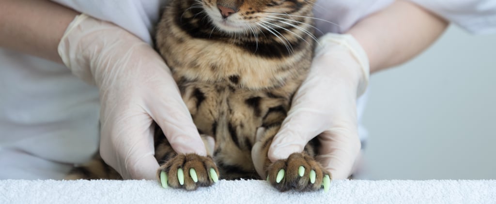 Are Claw Caps Safe for Cats?