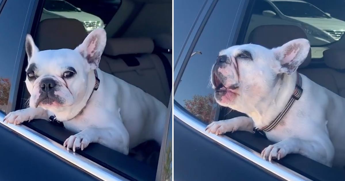 Walter the frenchie in the car top