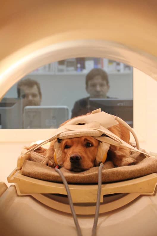 Brain Scans Reveal Dogs' Thoughts