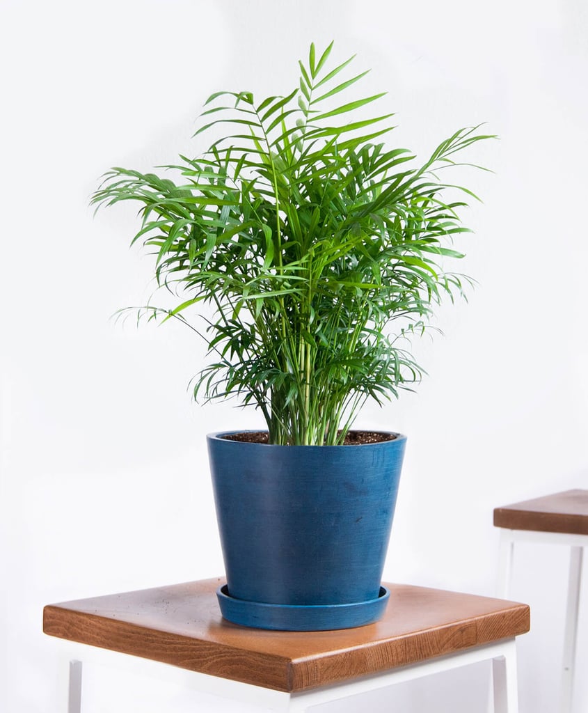 Potted Parlor Palm Indoor Plant