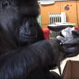 You Won't Believe What This Gorilla Does When She's Given Kittens