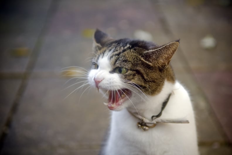 An angry domestic tabby cat hisses, showing her teeth.