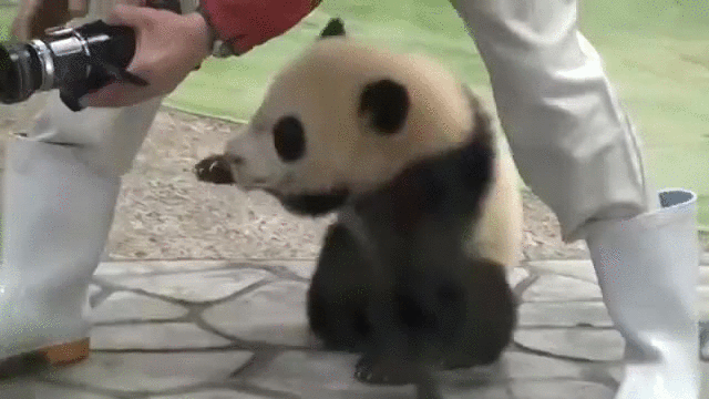 When this little one just didn't want his friend to leave him