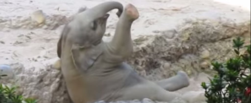 Baby Elephant Falling Down