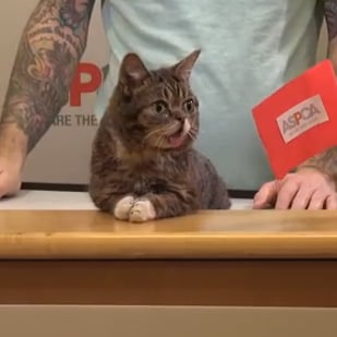 Lil Bub's Big Fund For the ASPCA