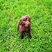 Cute Photos of Labrador Retriever Puppies