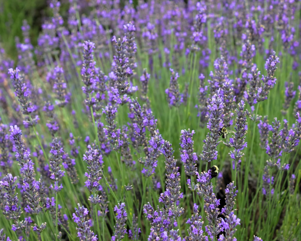 Speaking of nature, don't head back to Manhattan before making a detour to the lavender fields at Lavender by the Bay. As soon as you step out of your car, you can instantly smell the calming aroma. And if you become so captivated that you want some of this sweet scent to take home, well, you can do that, too! This farm sells a slew of lavender products, all locally sourced from the fields.