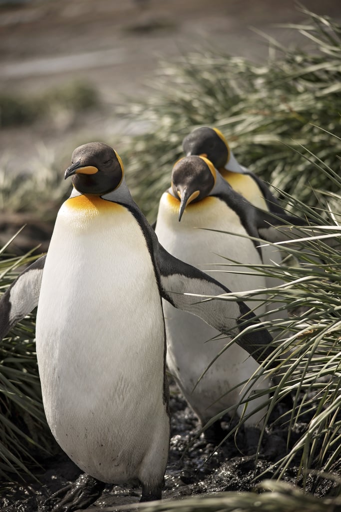 Antarctica King Penguins