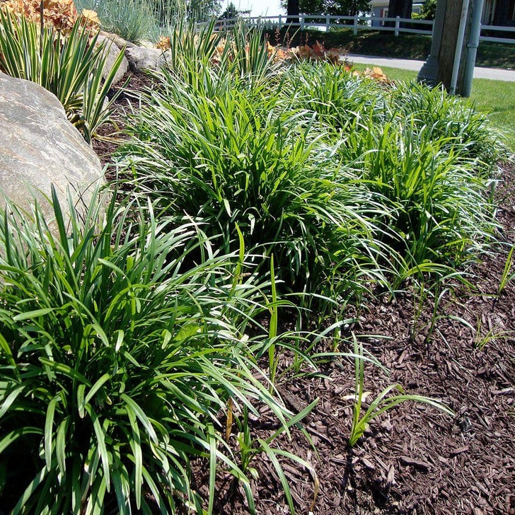 Lily Turf Best Houseplants For Air Quality POPSUGAR Home Photo 10