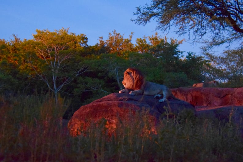 Kilimanjaro Safaris After Dark