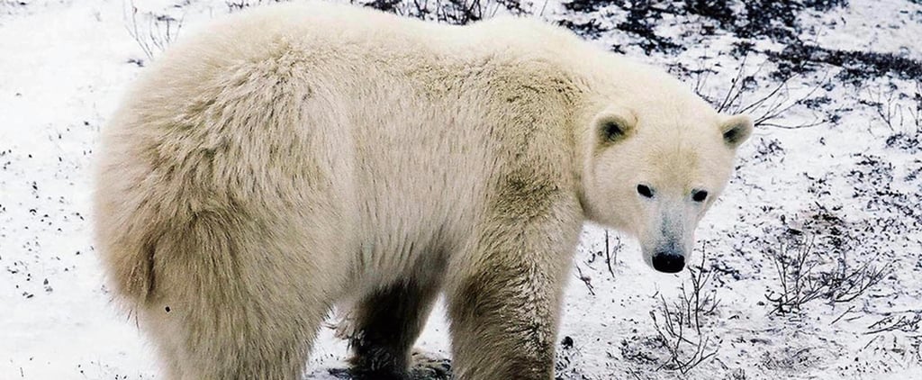Obama Bans Arctic Oil Drilling | Video