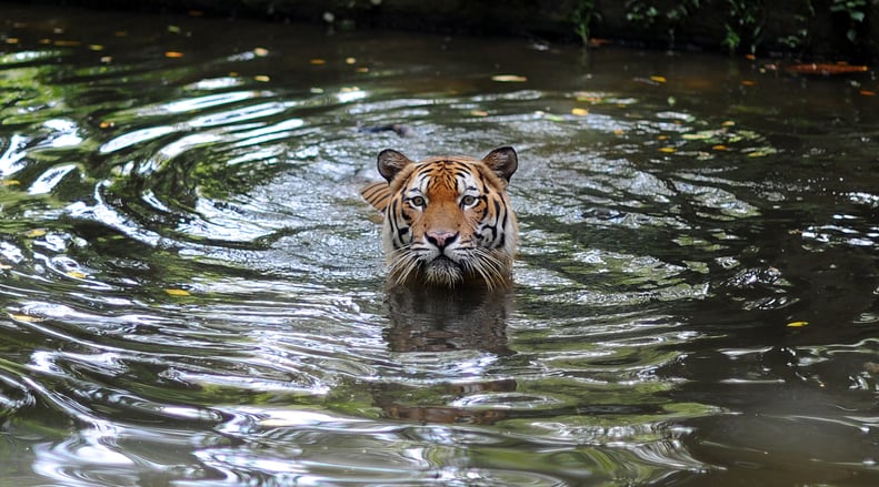 Malayan Tiger