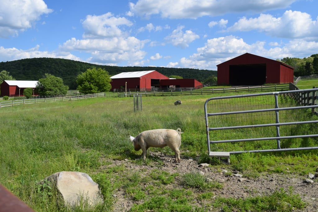 Farm Sanctuary Pictures