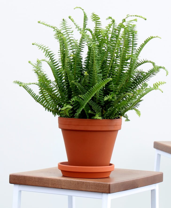 Kimberly Queen Fern The Best Houseplants For Cold and Flu POPSUGAR