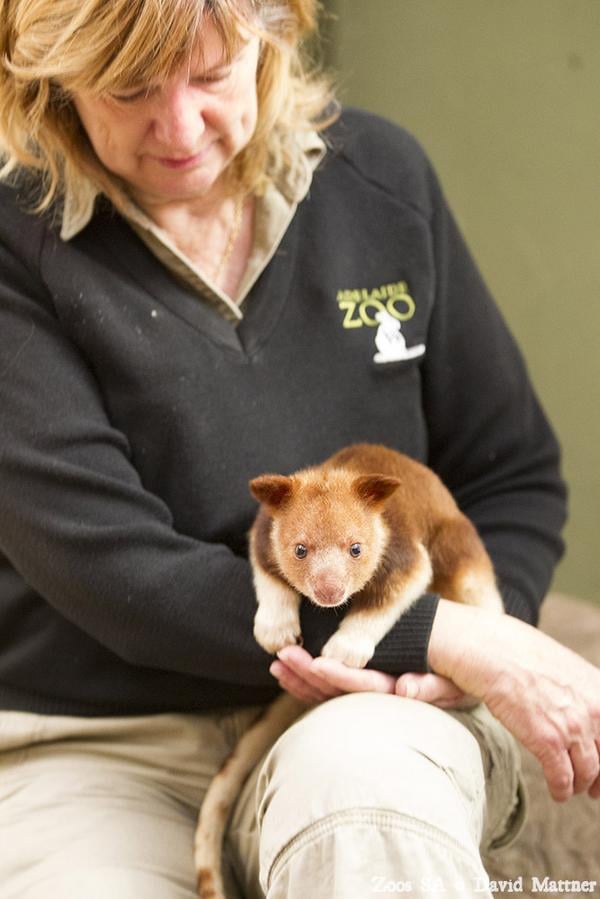 Orphaned Tree Kangaroo Saved by Wallaby