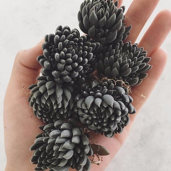 Black Succulents