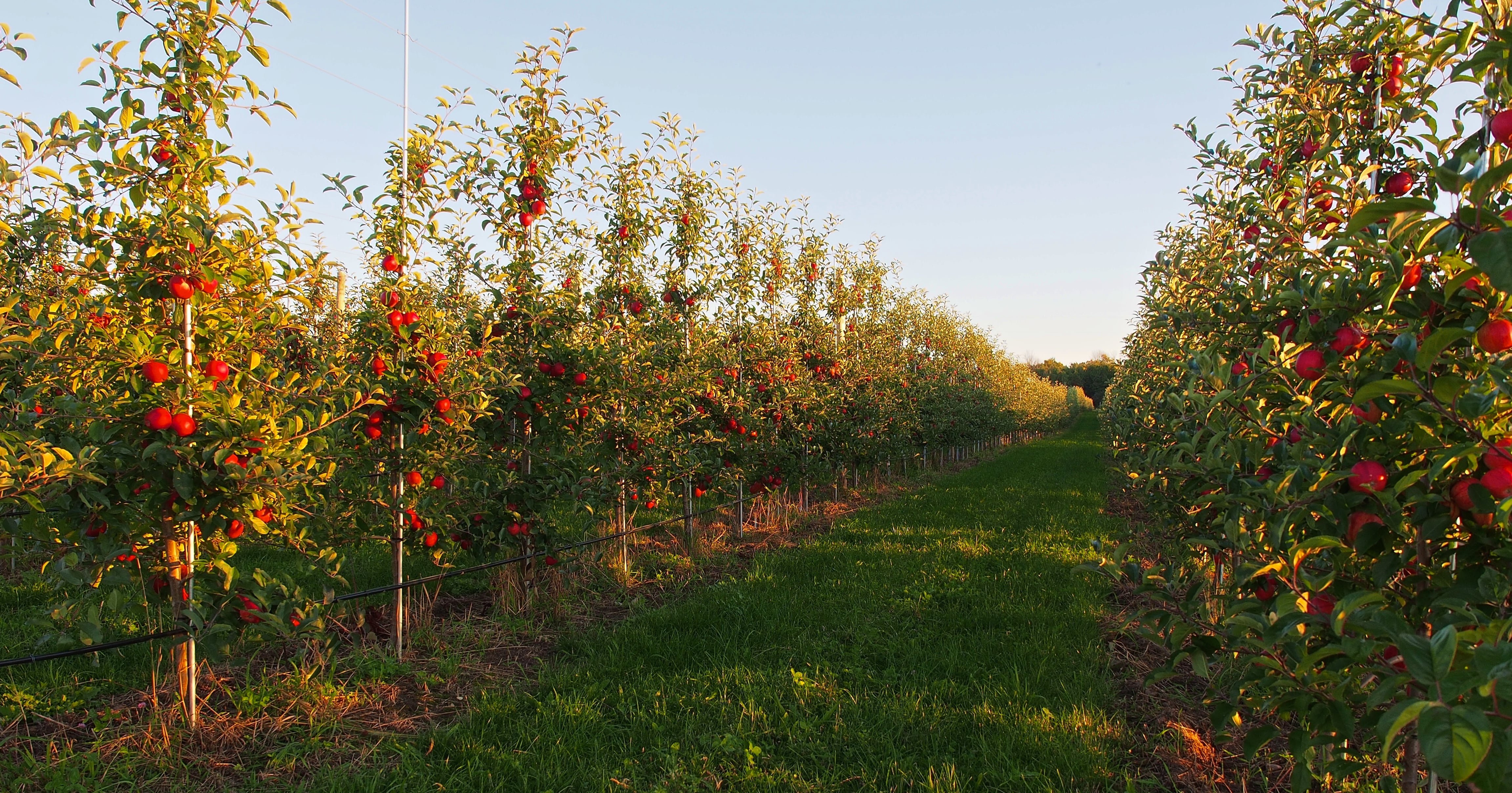 All About McIntosh Apples  Robinette's Apple Orchards in Michigan