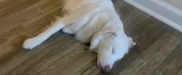 How Man Wakes Dog Who Is Deaf and Blind | Video