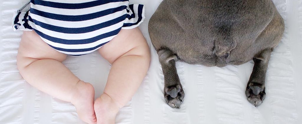 Pictures of French Bulldogs and Babies