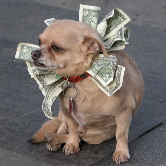Pictures of Cute Dogs With Money