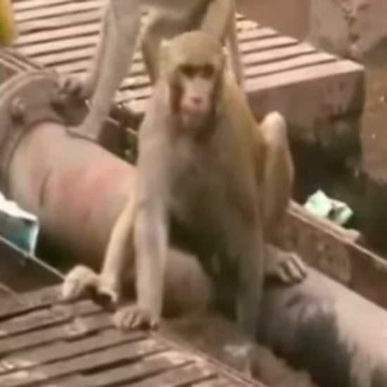 Monkey Saves Electrocuted Monkey