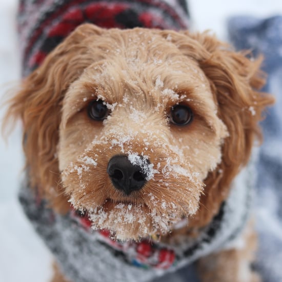 How Can I Tell If My Dog Is Cold?