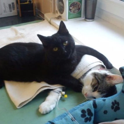 Polish Nurse Cat