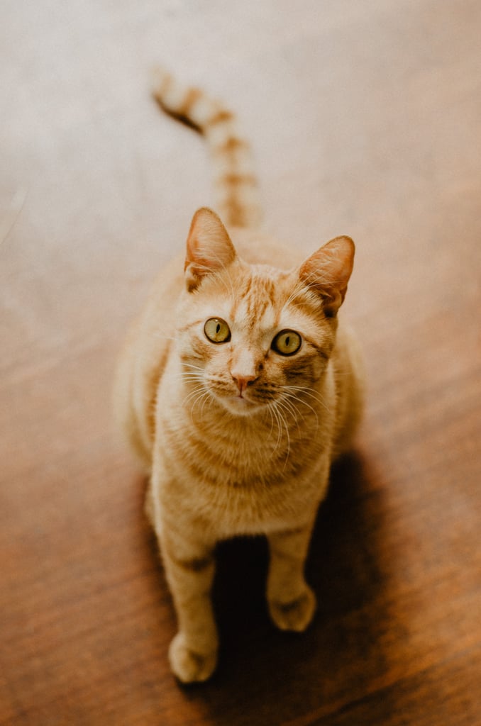 Blending in with the floorboards.