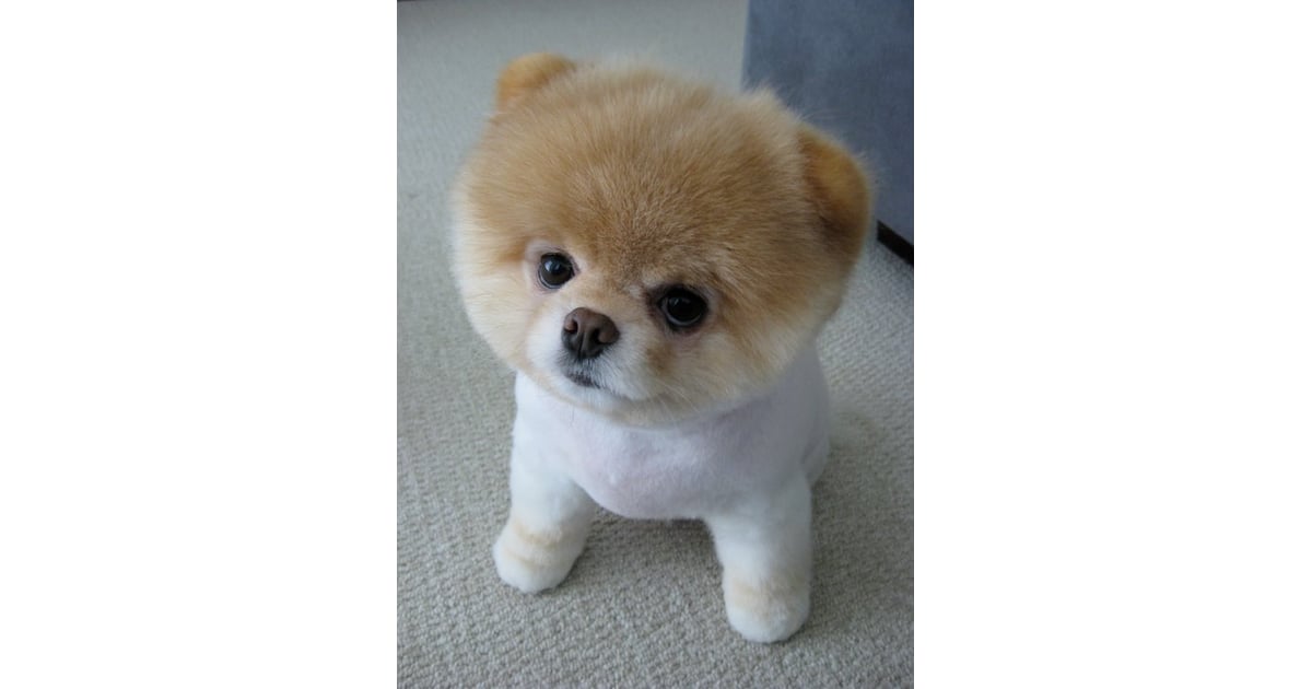 Strike A Pose Pictures Of Boo The Cute Pomeranian