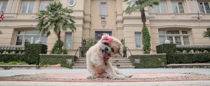 Marnie the Dog's Los Angeles Airbnb