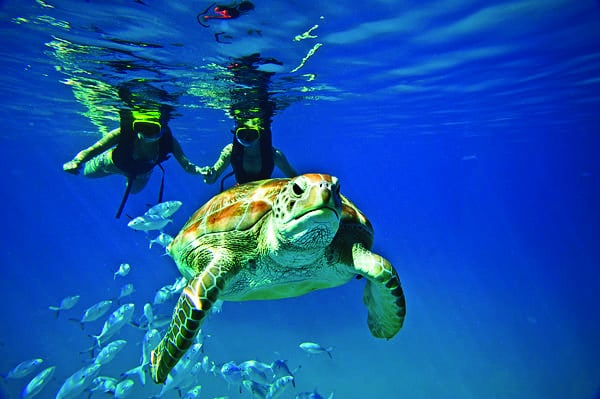 Turtles — Barbados