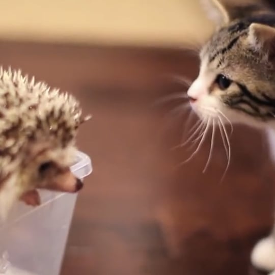 Kitten Meets a Hedgehog For the First Time | Video