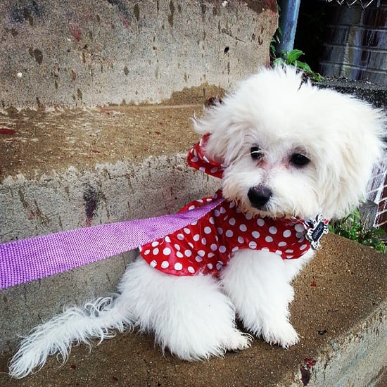 Cute Dogs in Raincoats