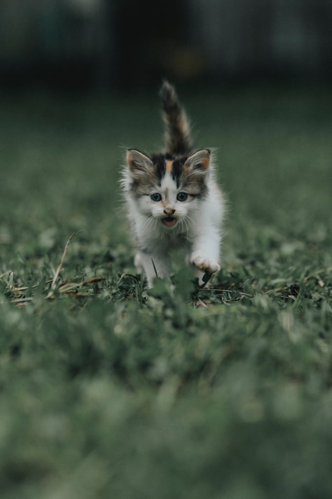 Run, fluffy baby, run!