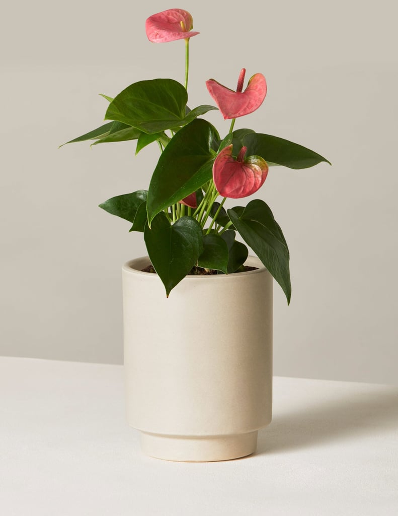 Anthurium