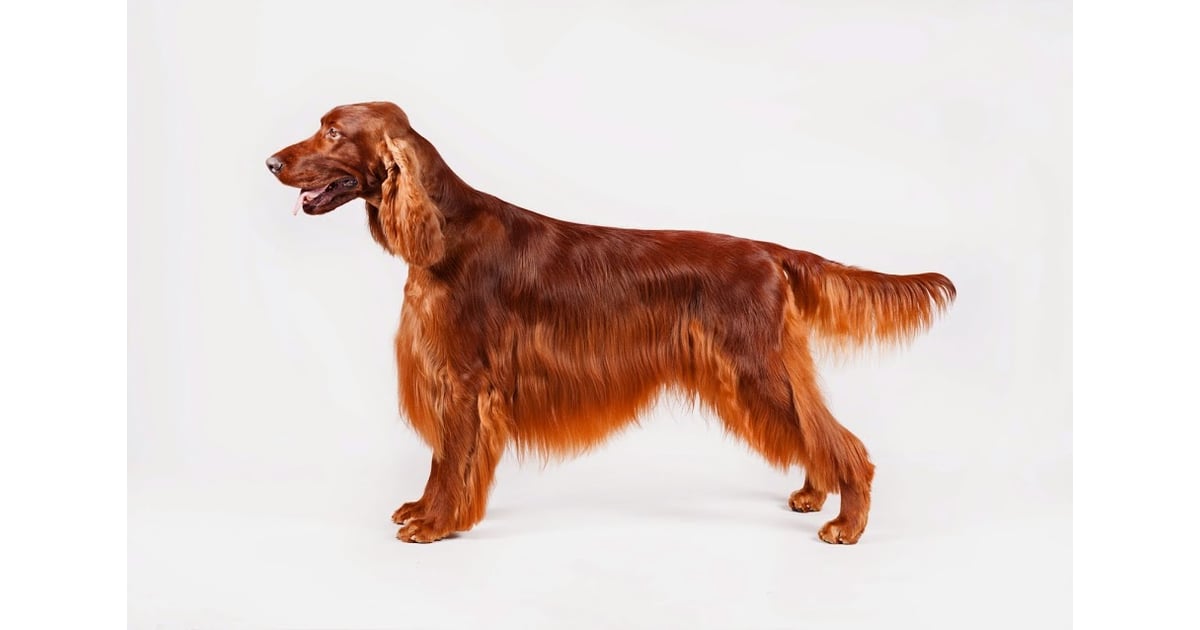 Irish Setter Irish Dog Breeds Popsugar Pets Photo 2