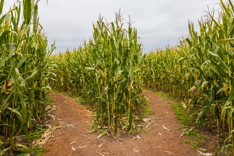 Things to Do on Halloween: Check Out a Corn Maze