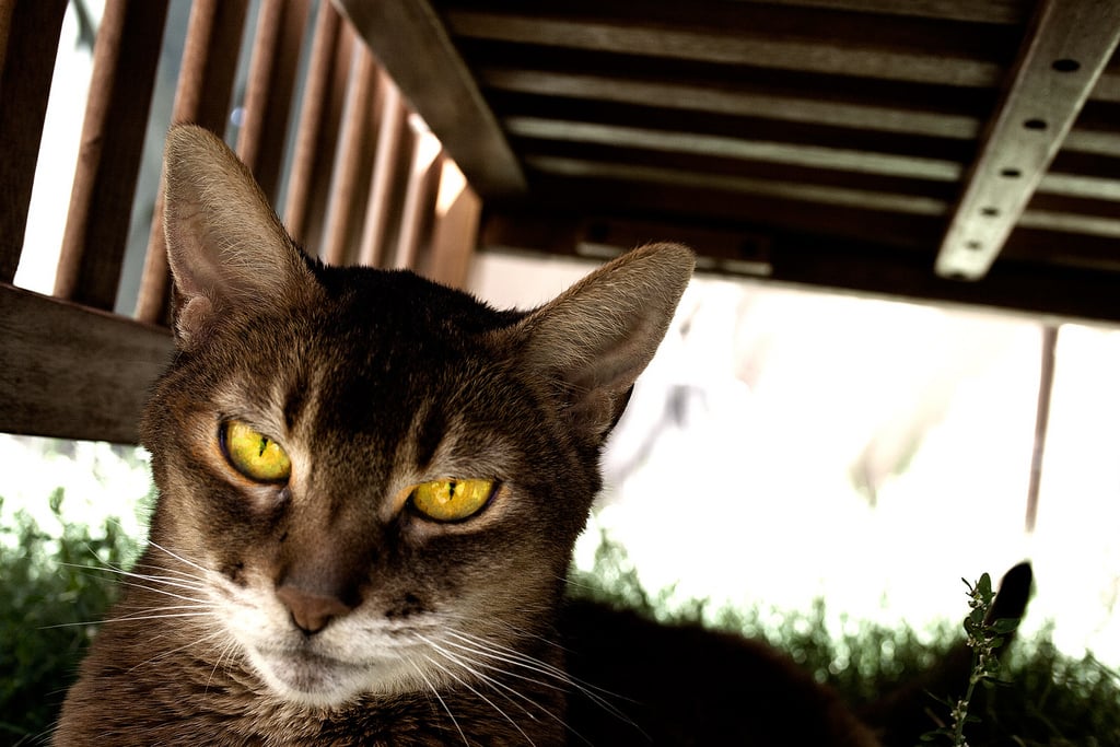 "I'm not impressed."
Source: Flickr user feverblue
