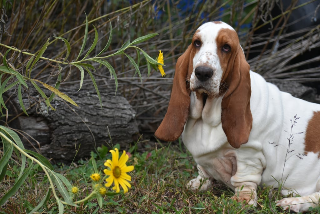 Cute Pictures of Basset Hounds