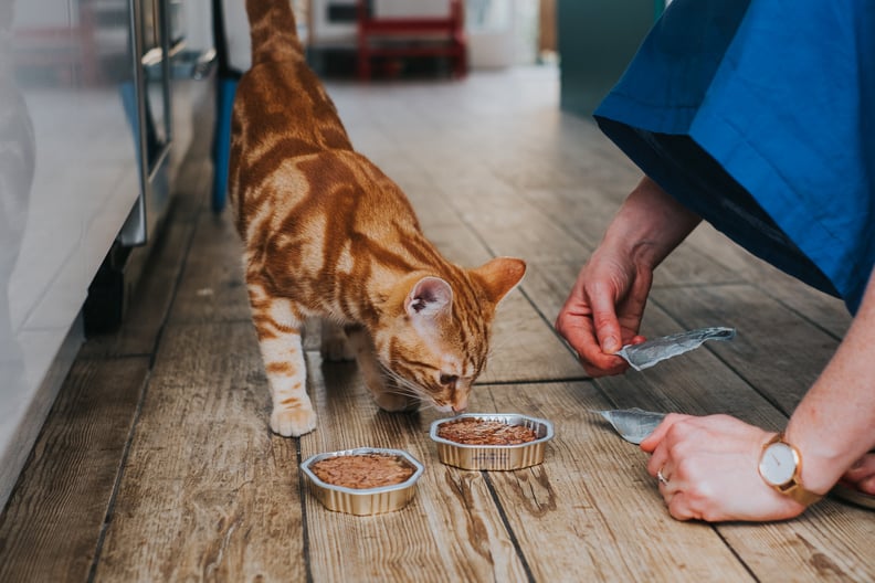 Woman feeding ginger tabby cat, only hands visible. Giving cat tins of cat food on hardwood floor.