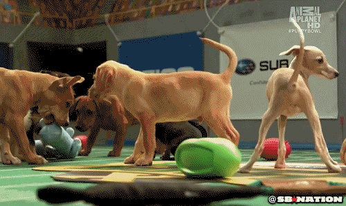 Puppy Bowl Super Bowl 25 Of The Cutest Puppy Gifs Ever You Re Welcome Popsugar Tech Photo 26