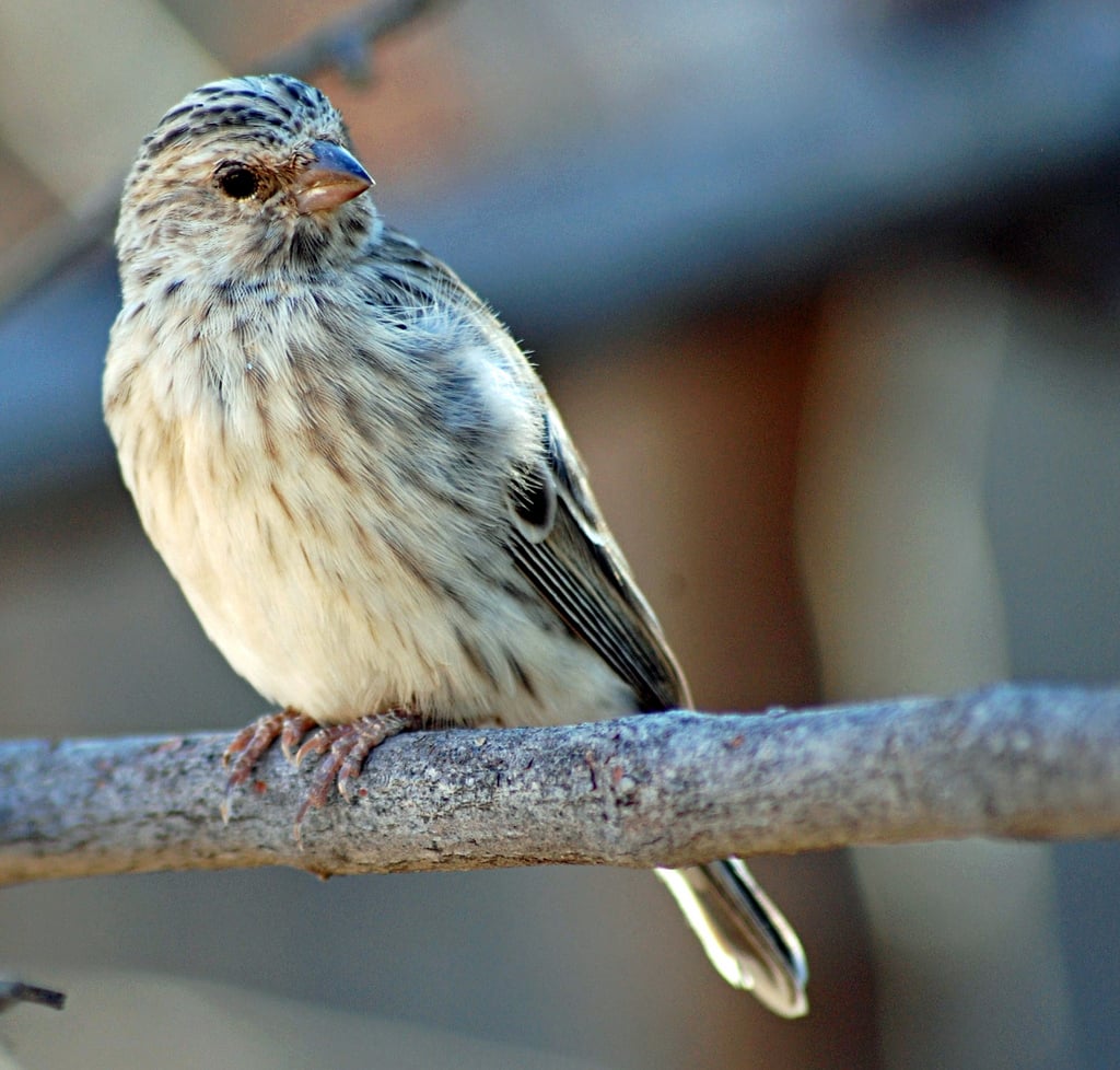 Songbirds communicate their identity and location to other birds through song. Bird calls are different from bird songs and are used to send an alarm.
Source: Flickr user Pius Mahimbi