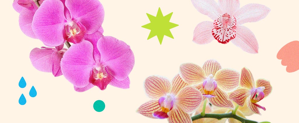 How to Keep Orchids Alive Indoors