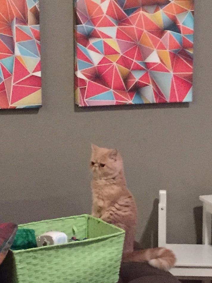 You can't tell by his grumpy face, but he totally loves standing on his hind legs.