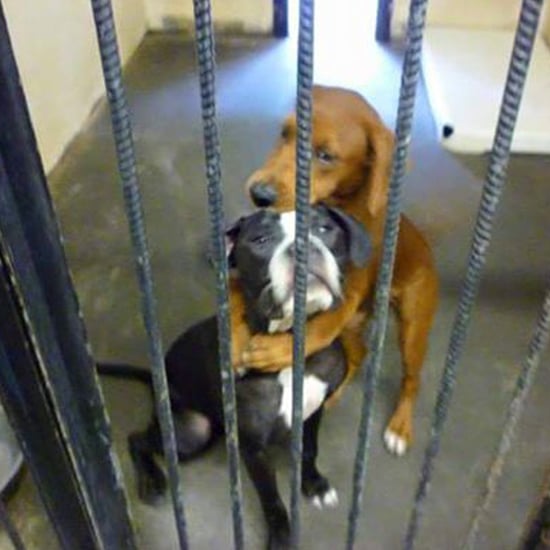 Photos of Rescued Dogs Hugging Each Other