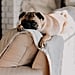 Yelling at Dogs During Training Has Negative Effects | Study