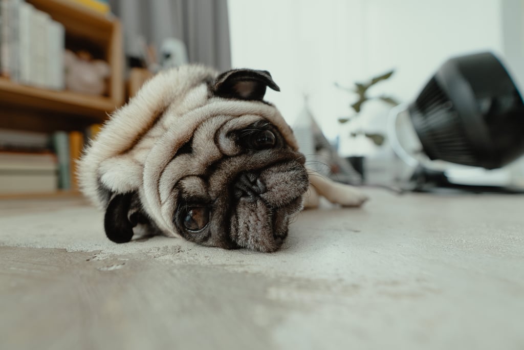 Cute Pictures of Pugs