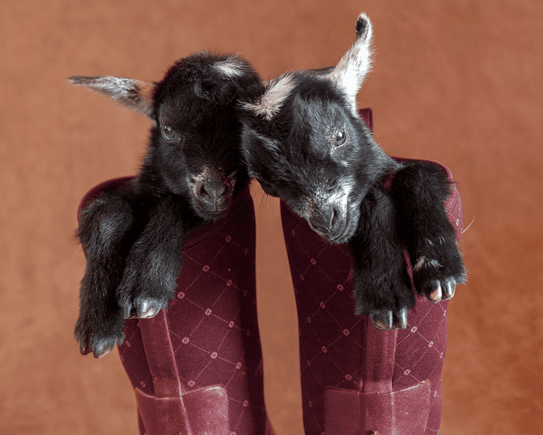 Photos of the Newborn Baby Goats