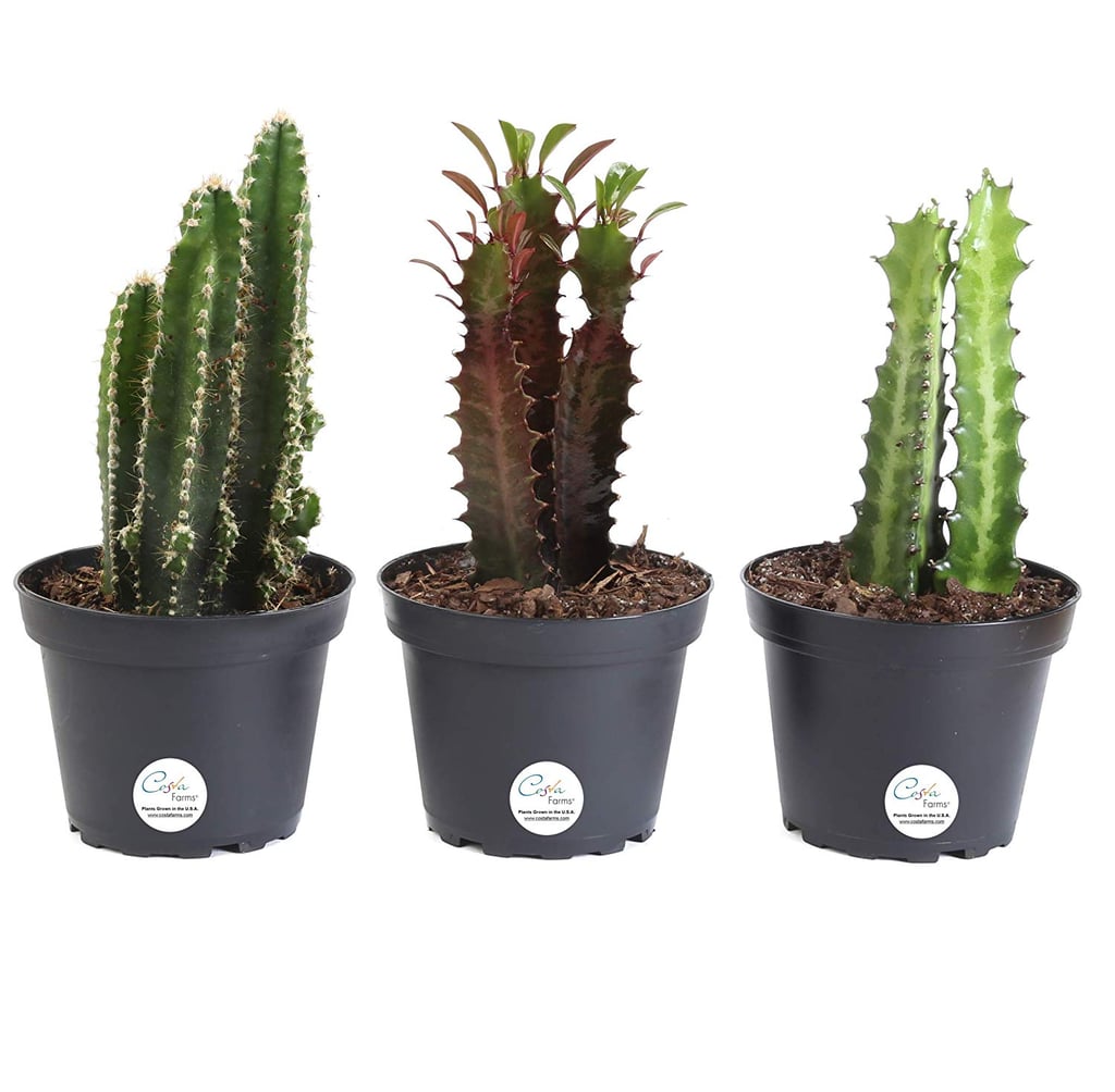 Costa Farms Euphorbia Cactus Best Office Desk Plants Popsugar