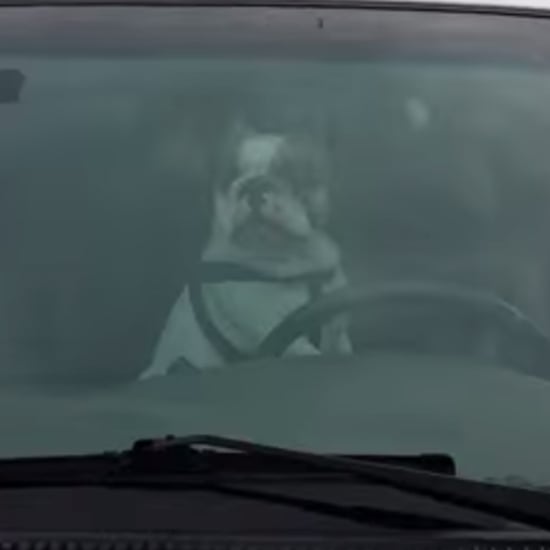 Dog Honking Horn | Video
